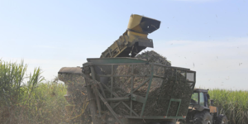 Zafra 2026: «Podemos pensar en una cosecha normal»