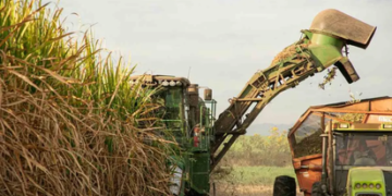 La exportación de azúcar de Tucumán superó las 515 mil toneladas