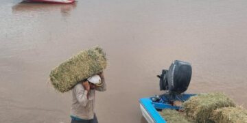 Despliegan un operativo integral para rescatar animales de pastoreo en el sur provincial