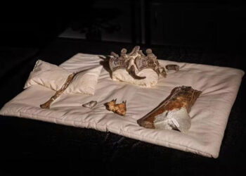 El hallazgo arqueológico del siglo: encontraron un fósil de dinosaurio que obliga a reescribir la historia evolutiva