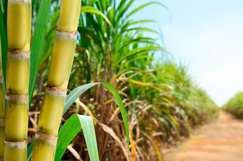 Autorizan agregar más bioetanol a las naftas: «Es una buena noticia»