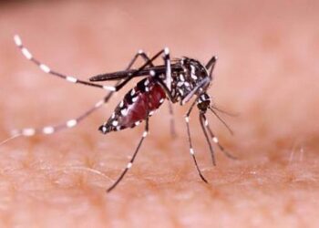 Tucumán registra 36 casos confirmados de chikungunya