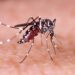 Tucumán registra 36 casos confirmados de chikungunya