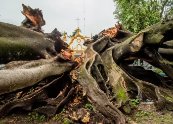 Después de más de un siglo de vida, el Municipio retira los restos de uno de los árboles más notables de la ciudad