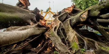Después de más de un siglo de vida, el Municipio retira los restos de uno de los árboles más notables de la ciudad