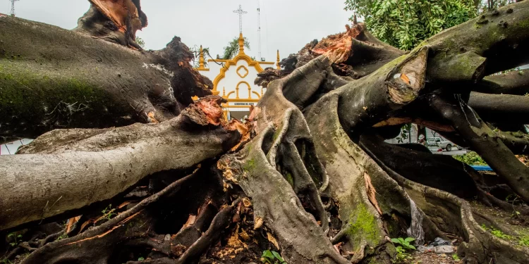 Después de más de un siglo de vida, el Municipio retira los restos de uno de los árboles más notables de la ciudad