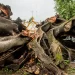 Después de más de un siglo de vida, el Municipio retira los restos de uno de los árboles más notables de la ciudad