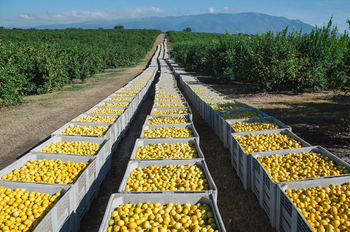 Las exportaciones de Tucumán crecieron un 17% en la última década
