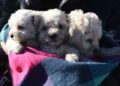 Día Mundial del Perro: el Municipio brindará servicios de castración y atención veterinaria gratuita en el Parque Avellaneda y Villa 9 de Julio