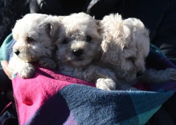 Día Mundial del Perro: el Municipio brindará servicios de castración y atención veterinaria gratuita en el Parque Avellaneda y Villa 9 de Julio
