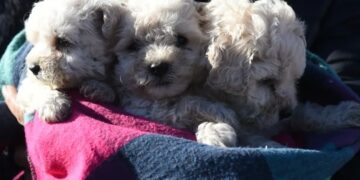 Día Mundial del Perro: el Municipio brindará servicios de castración y atención veterinaria gratuita en el Parque Avellaneda y Villa 9 de Julio