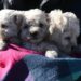 Día Mundial del Perro: el Municipio brindará servicios de castración y atención veterinaria gratuita en el Parque Avellaneda y Villa 9 de Julio